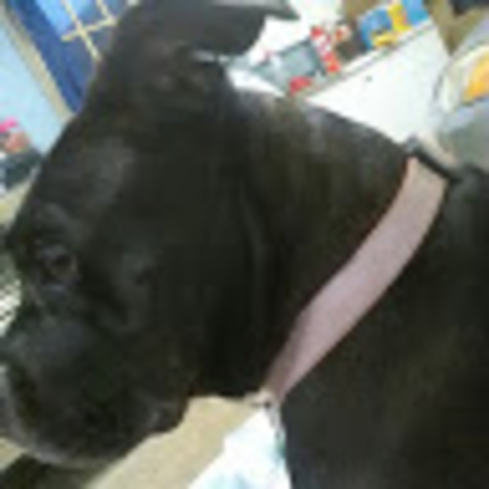 Meet your Posher, Shannon